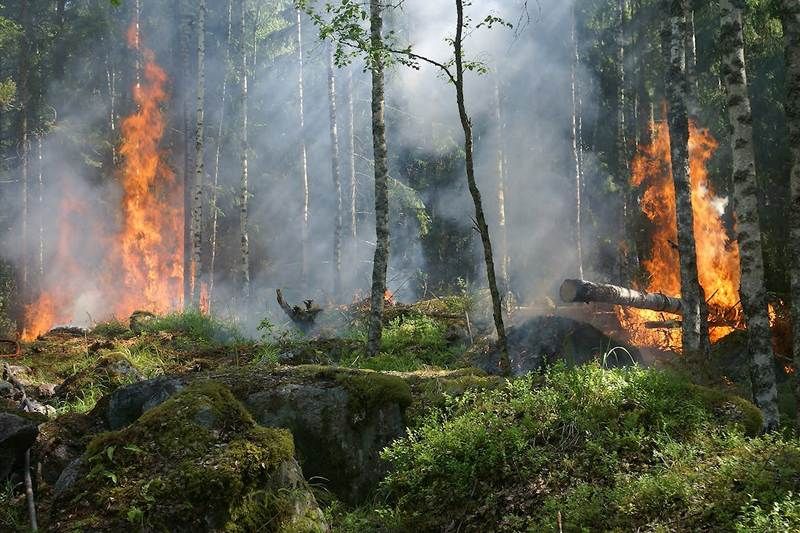 Interdiction de faire des feux à ciel ouvert en forêt en Estrie